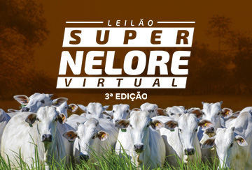 LEILÃO VIRTUAL SUPER NELORE - 3ª EDIÇÃO
